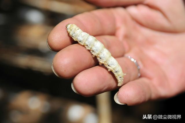 搜狐订阅：养蚕忽视蔟中保护，蚕茧产量容易下降20%，8个养殖要领需要掌握-图2