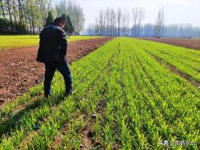 澳门一码一肖一待一中小麦田除草剂什么时候喷施最好？一旦养成好习惯，除草理想又省钱-好看视频-图4